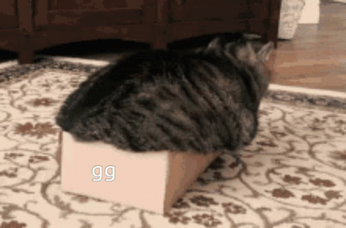 Chunky Cat Wrecked The Box GIF