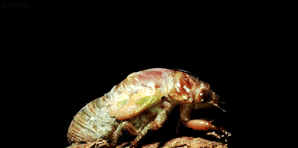 Cicada Timelapse GIF
