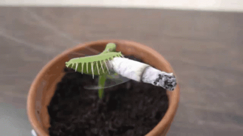 Cigarette Inserted On A Venus Fly Trap GIF