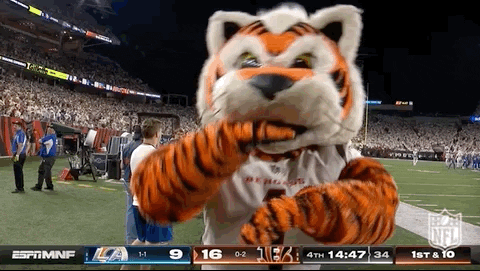 Cincinnati Bengals Mascot Boxing GIF