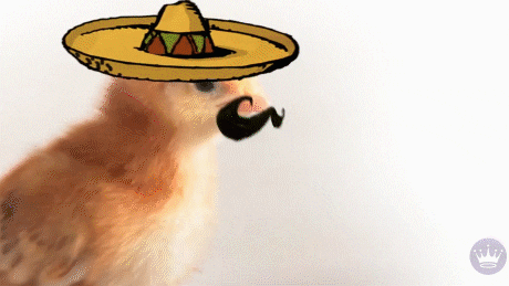 Cinco De Mayo Gif GIF