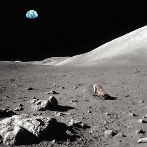Cinemagraph Dog On Moon GIF
