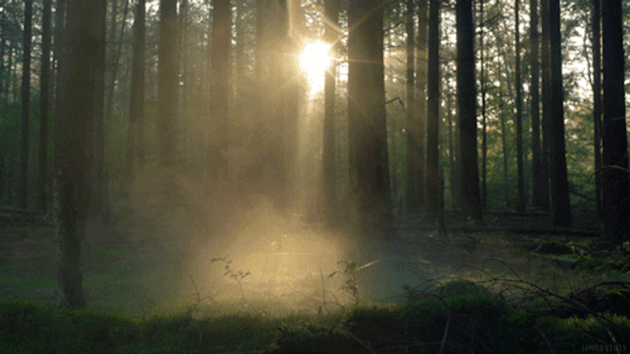 Cinemagraph Sunlight In Forest GIF