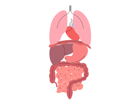 Circulatory System And Organ Function GIF
