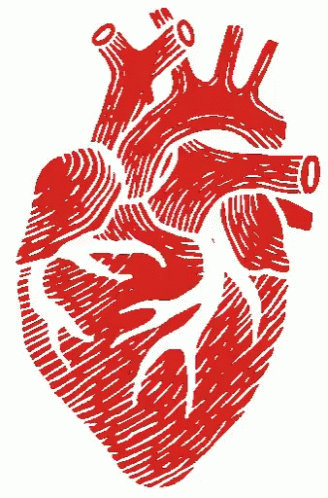 Circulatory System Beautifully Crafted Heart Pumping Blood GIF