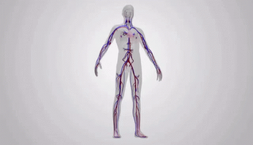 Circulatory System Continuous Operation Throughout The Body GIF