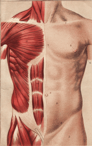 Circulatory System Delicate Balance GIF