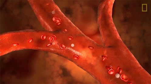 Circulatory System Delivering Oxygen And Nutrients GIF
