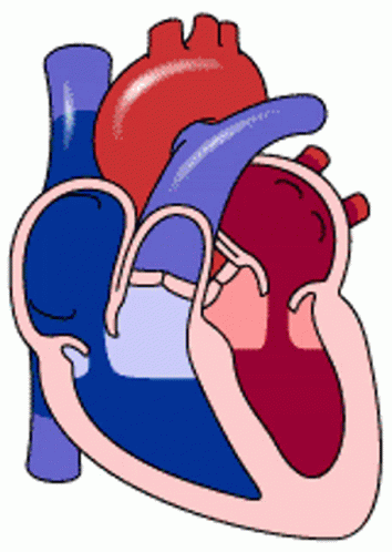 Circulatory System Healthy Heart Pumping Blood GIF