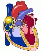 Circulatory System Heart's Complex Processes GIF
