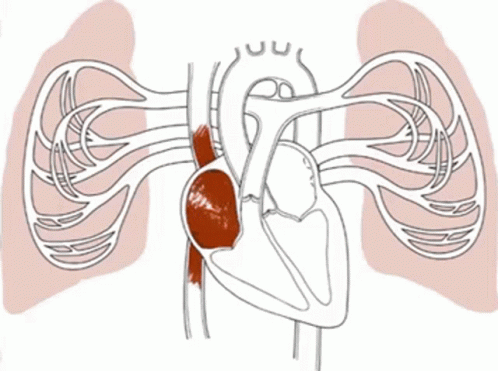 Circulatory System In Pumping Blood And Nutrients GIF