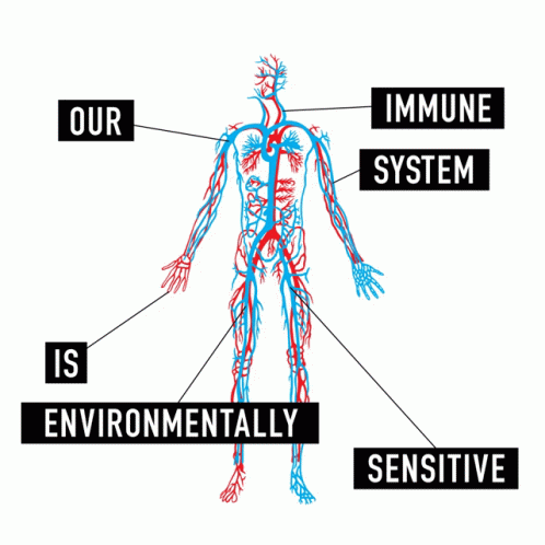 Circulatory System Remarkable Vital Functions GIF