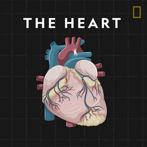 Circulatory System The Heart GIF
