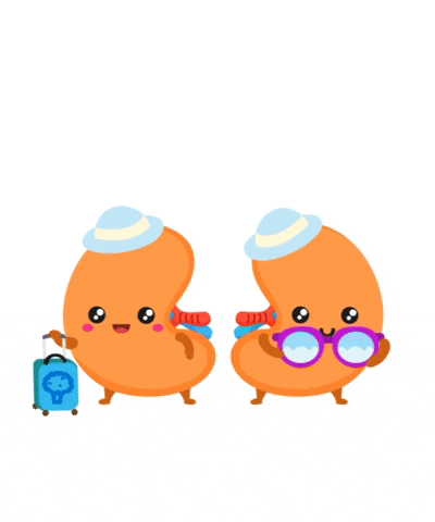 Circulatory System Two Kidneys Feeling Good GIF