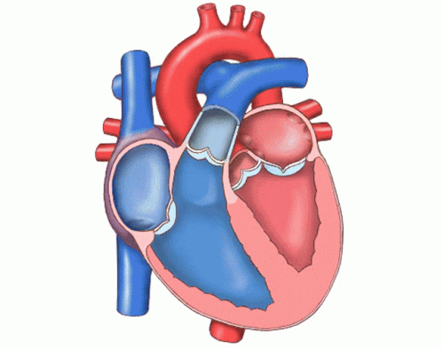 Circulatory System With Arrow Nutrients Passage GIF