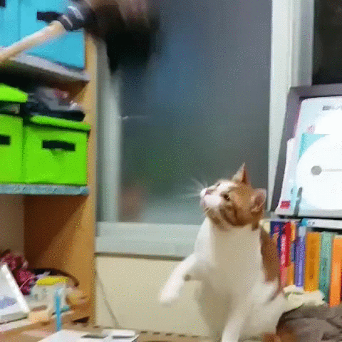 Clap Cat Play GIF