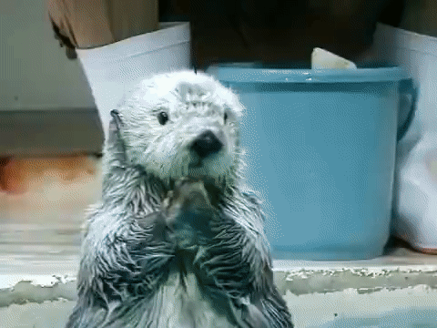 Clap Cute Otter GIF