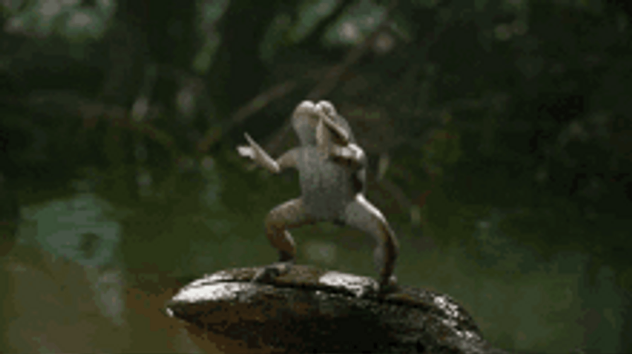 clapping-frog-cheering-zdd3lra45brdat0z.gif
