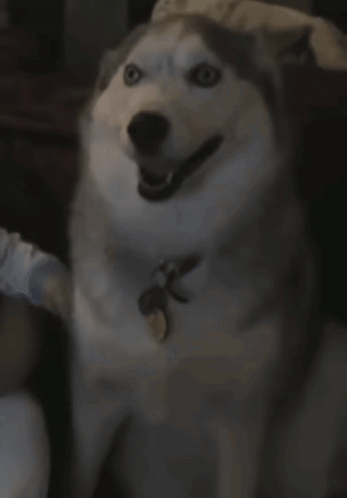 Clapping Hands Saying The Best GIF