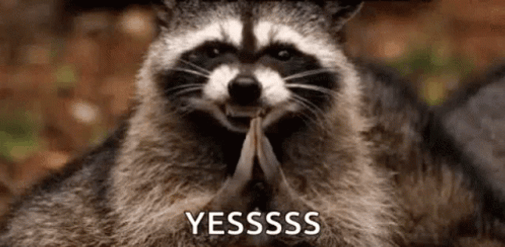 Clapping Raccoon Yess GIF