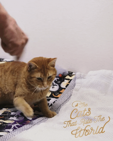 Claws Moving Cat GIF