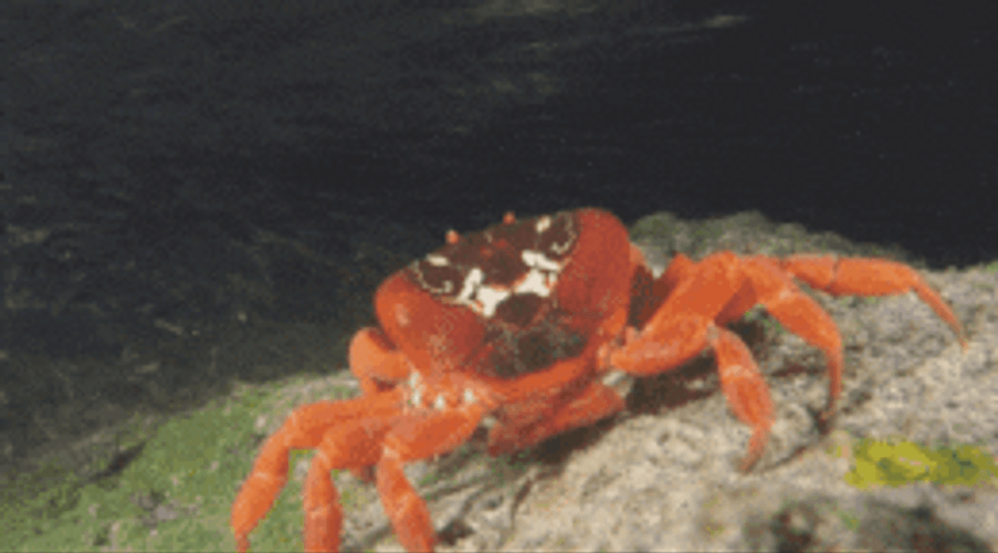 Claws Up Crab Rave GIF
