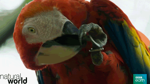 Cleaning Macaw Claws GIF