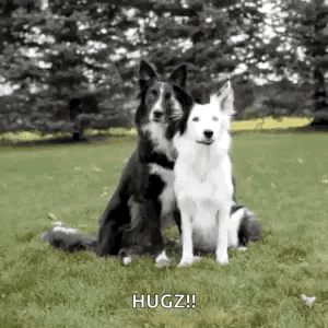 Clever Border Collie Pups Hugging GIF