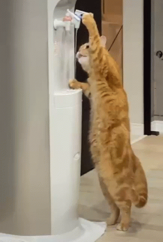 Clever Cat Drink Water From Water Cooler GIF