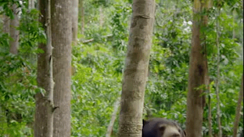 Climbing Bear Wildlife GIF