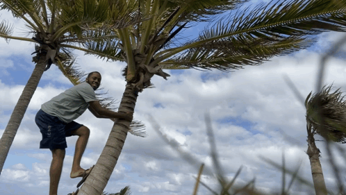 Climbing Coconut Tree GIF