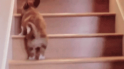 Climbing Dog Stairs GIF