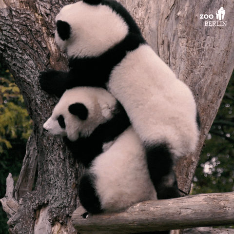 Climbing Panda Friends GIF