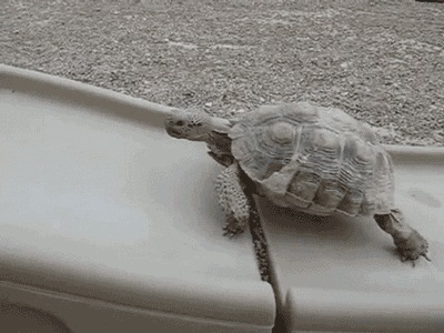 Climbing Turtle Slide Reaction GIF