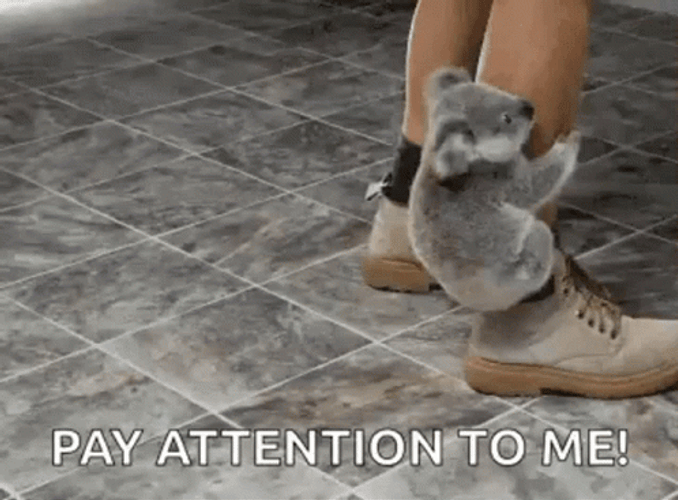 Clingy Koala Pay Attention To Me GIF