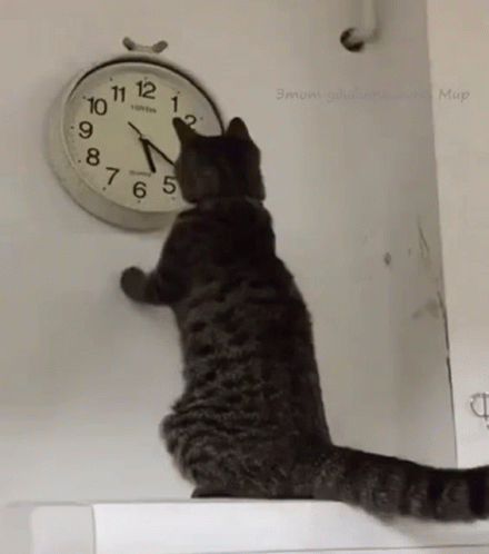 Clock Ticking Cat GIF