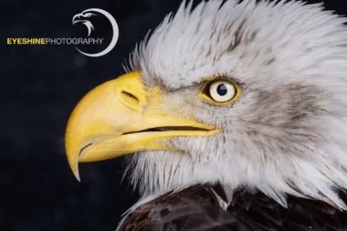 Close Up Bald Eagle Face Eyeshinephotography
