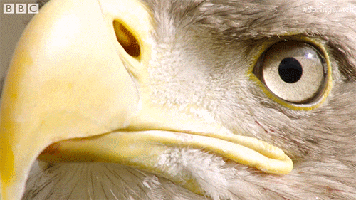 Close Up Bald Eagle Majestic Stare GIF