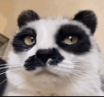 Close Up Black And White Cat With Yellow Eyes GIF