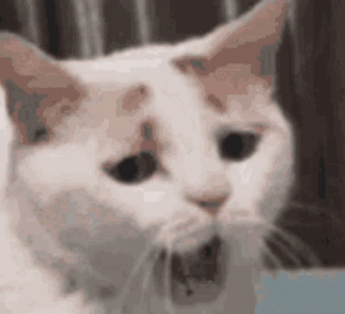 Close-up Cat Face