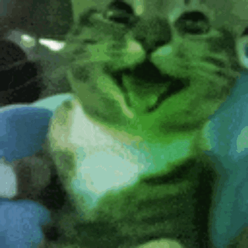 Close Up Cat Face Blue Background GIF
