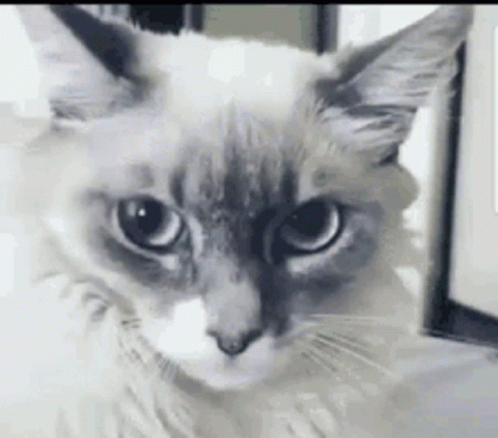 Close Up Cat Face Blurred Background GIF