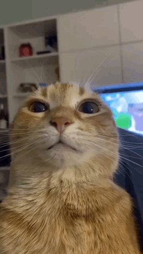 Close Up Cat Face