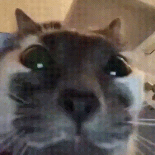 Close Up Cat Face