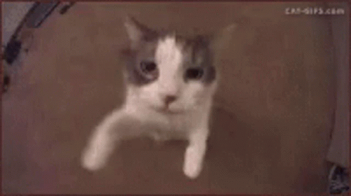 Close Up Cat Face Cat-Gifs.com GIF