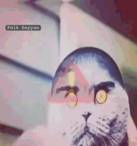 Close Up Cat Face Folk Dayyan