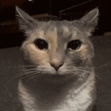 Close Up Cat Face Looking at Camera
