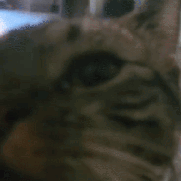 Close Up Cat Face Looking at Camera