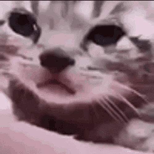 Close Up Cat Face on Bed