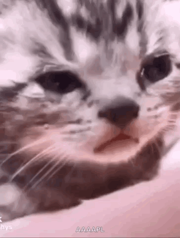 Close-Up Cat Face on Hand